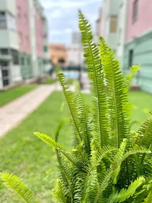 a green plant in a park with buildings in the background at GATU Villa Sol, junto a la playa , piscina, 2 baños, aire cc, terraza, 