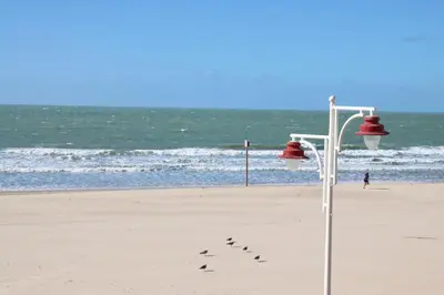 a group of birds standing on the beach at AranPe PLAYA CÁDIZ in Cádiz
