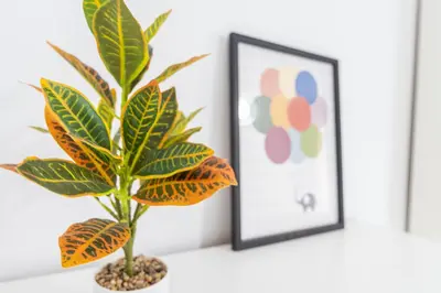 a plant sitting on a shelf next to a picture at Apartamento Cadiz Be Kind in Cádiz