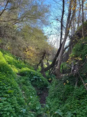 a dirt path through a forest with trees and bushes at VILLA MACARENA in Espera