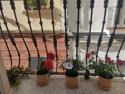 a group of potted plants sitting on a balcony at Estreno centro y playa Cádiz in Cádiz