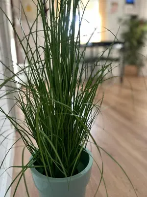 a green plant in a green pot on a table at Plaza de las Bodegas in El Puerto de Santa María