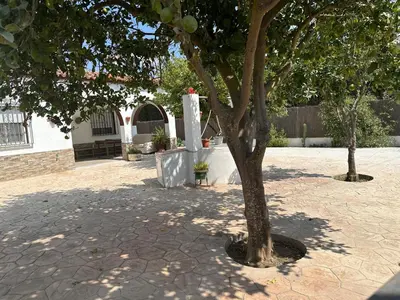a tree in the middle of a courtyard at Casa Sampalo in Cádiz