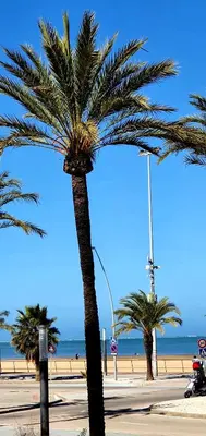 a palm tree on a beach with the ocean in the background at Playa Doñana 1 in Sanlúcar de Barrameda
