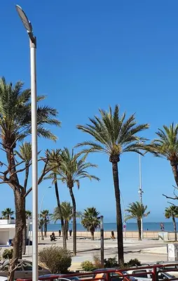 a group of palm trees on the beach at Playa Doñana 1 in Sanlúcar de Barrameda
