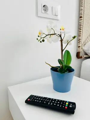 a remote control and a potted plant on a table at Villa Horacia - Playa de la Jara con Piscina in Sanlúcar de Barrameda