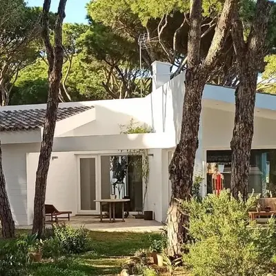 Diseño y luz entre los pinos