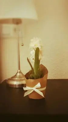 a plant sitting on a table next to a lamp at Centro Sanlúcar Barrameda/Cuesta Ganado in Sanlúcar de Barrameda