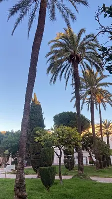 a group of palm trees in a park at En el mismo Centro - Aires del Puerto in El Puerto de Santa María
