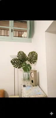 a plant sitting on top of a table in a room at Apartamento Las Canastas Cádiz Centro a pie de Catedral y playa in Cádiz