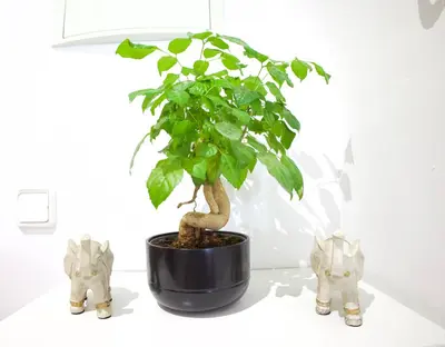 a plant in a black pot next to two cats at El rinconcito de la Isla in San Fernando