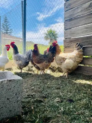 a group of chickens standing next to a fence at Alquiler de casa Vacacional in Chiclana de la Frontera