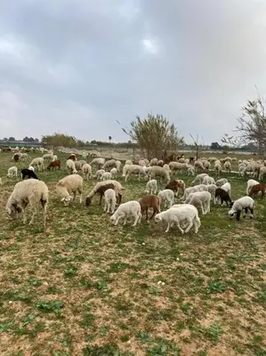 a herd of sheep grazing in a field at Casa im andalusischen Look in der Nähe von Chipiona in Costa Ballena